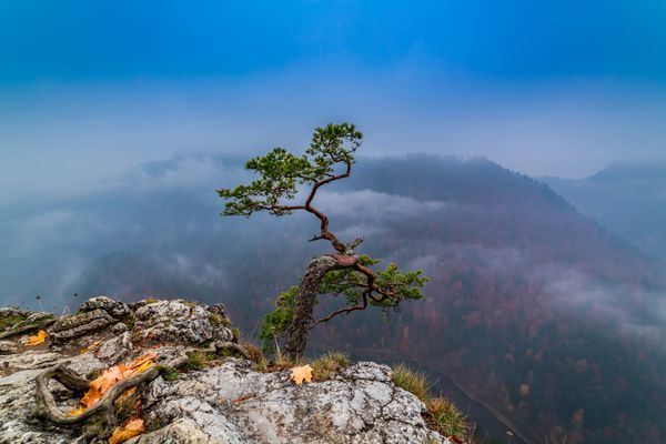A lone tree on a mountain peak overseeing other mountain peaks.